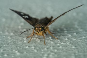 tiny brown moth frontal shot