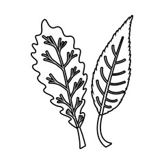 Isolated two autumn leaves vector design