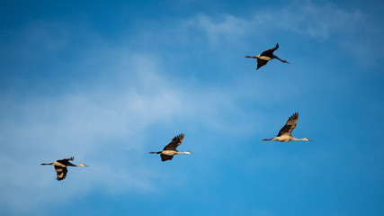 Flying Cranes