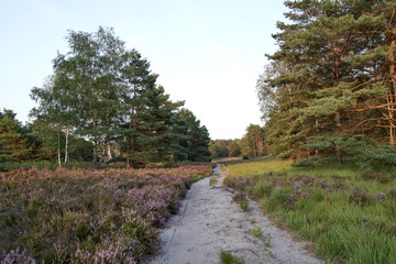 The blooming heather near Gifhorn / Germany in summer