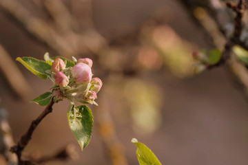 Apple tree at the beginning of flowering on a sunny spring day close-up