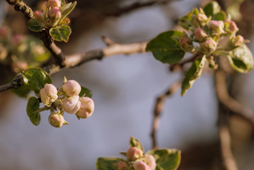 Apple tree at the beginning of flowering on a sunny spring day close-up