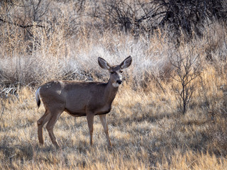 Mule Deer