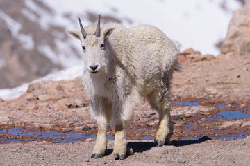 Wild Mountain Goats of the Colorado Rocky Mountains
