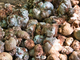 Fungus collected from the forest by local villagers, sliced and dried in the sun - taken in a remote village near Tatai, Koh Kong Province, Cambodia