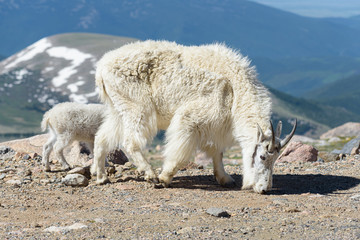 Wild Mountain Goats of the Colorado Rocky Mountains