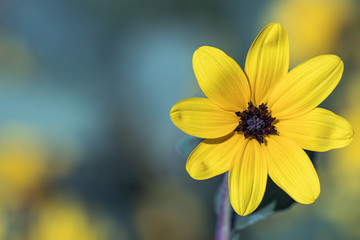 Obraz premium Selective focus close up Farfugium japonicum or japanese silver leaf in a garden.