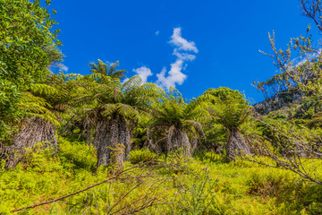 Fototapeta premium Picture of endemic rainforest on north island of New Zealand in summer