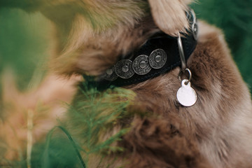 close up of dog collar with id tag