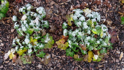 Reif auf Pflanzen nach einer frostigen Nacht im Dezember