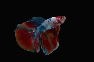 Multicolor fancy thai betta spreading fin and long tail dress swimming. Siamese fighting fish isolated black background. Close up and focus selection Colorful freshwater fishes with CLIPPING PATH