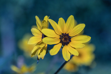 Selective focus close up Farfugium japonicum or japanese silver leaf in a garden.Beautiful blossom yellow flower.