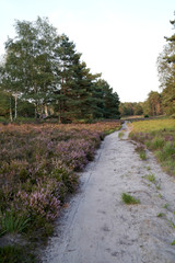 The blooming heather near Gifhorn / Germany in summer
