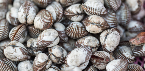 Fresh raw clams background