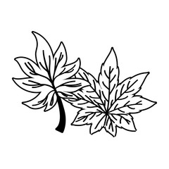 Fototapeta premium Isolated two autumn leaves vector design