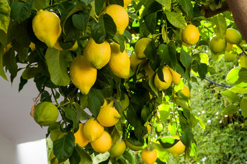 splendid ripe lemons on the branch
