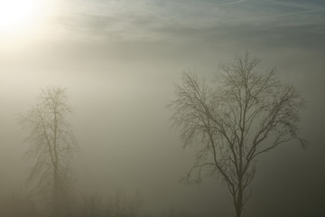 Kahle Bäume tauchen aus dem winterlichen Nebel schemenhaft hervor
