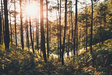 Evening pine forest - Green forest beautiful nature-