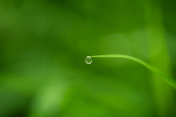 drop hanging on grass