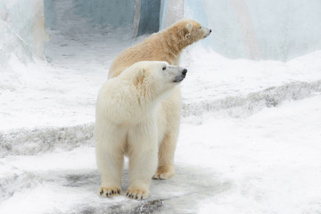 Obraz na płótnie Canvas Funny polar bear. Polar bear sitting in a funny pose. Two white bear
