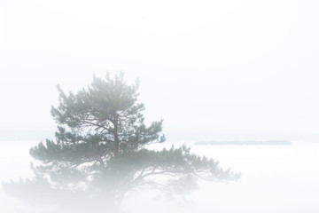 Fog in the forest, landscape on white background