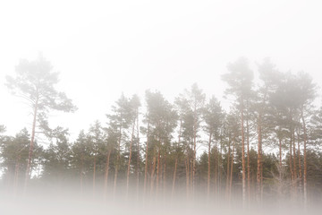 Fototapeta na wymiar Fog in the forest, landscape on white background