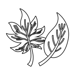 Isolated two autumn leaves vector design