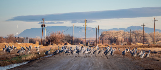 Crane Crossing