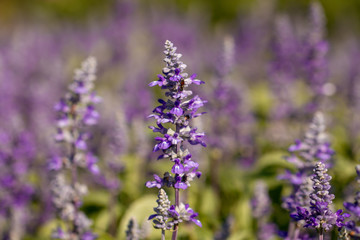 Salvia Flower in the garden.Beautiful purple flower in the garden.Selective focus flower.Sage flower.