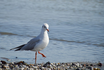 seagull walks along the seashore