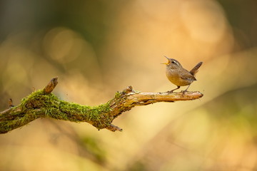 Troglodytes troglodytes. Wild nature. From the life of birds. Beautiful picture. Nature of the Czech Republic. Bird in the forest.
