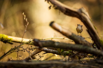 Troglodytes troglodytes. Wild nature. From the life of birds. Beautiful picture. Nature of the Czech Republic. Bird in the forest.