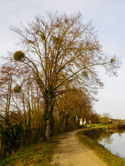 Arbre avec gui au bord d'un chemin de promenade et d'un canal