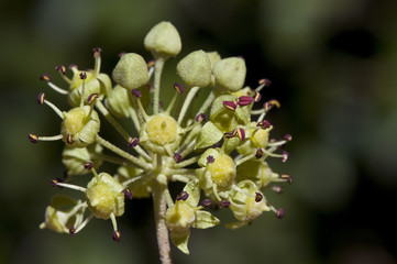 Hedera helix The common english european ivy in autumn we can find the still immature green fruits of this climbing plant
