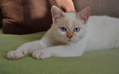 Petit chaton blanc aux yeux bleus