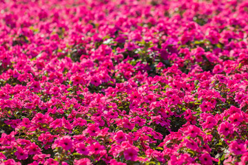 Obraz premium Close up purple Madagascar Periwinkle flower in a garden.Commonly name bright eyes,Cape periwinkle,graveyard plant,old maid,pink periwinkle,rose periwinkle.(Catharanthus roseus)