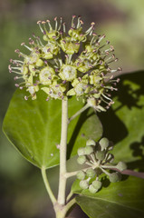 Hedera helix The common english european ivy in autumn we can find the still immature green fruits of this climbing plant