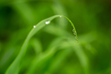 drops hanging on grass