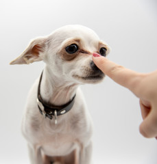 A small white dog and the index finger of a woman's hand at the dog's nose.