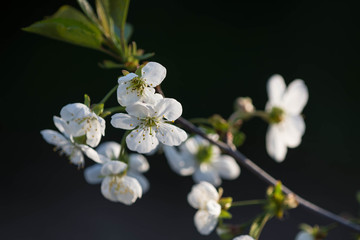Beautiful cherry tree flowers close-up on a sunny spring day