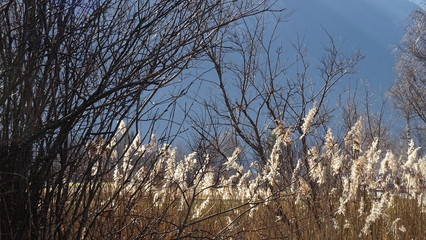 Obraz premium Murnauer Moos in den Alpen b ei Garmisch Partenkirchen im winter