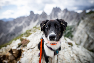 Australian shepherd