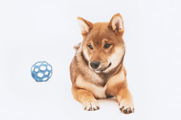 Shiba inu puppy plays and then rests