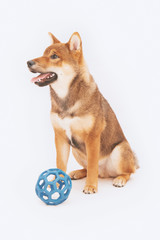 Shiba inu puppy plays and then rests