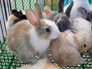 The rabbit is a mammal. Humans used as pets inside the shelter. 