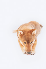 Shiba inu puppy plays and then rests