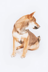 Shiba inu puppy plays and then rests