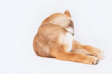 Shiba inu puppy plays and then rests