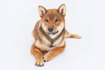 Shiba inu puppy plays and then rests
