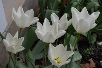 Fototapeta na wymiar White Flower with yellow center
